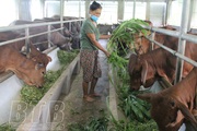 Thái Bình: Nuôi bò, nuôi trâu nhốt chuồng, ở nơi này nhà nào nuôi nhà đó khá giả, nuôi càng nhiều, lãi càng lớn