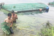 TT-Huế: Vì sao nông dân "ghim hàng" thủy sản, ngành chức năng khuyến cáo điều gì?