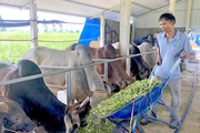 Gia Lai: Một ông nông dân nuôi bò vỗ béo, có nhiều giống bò lạ "vai u, thịt bắp", ai cũng muốn đến xem