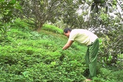 Tuyên Quang: Nông dân ở vùng đất trù phú này "nuôi" thứ cỏ dại Nam Mỹ tốt um trong vườn cam để làm gì?