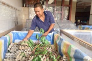 Hậu Giang: Nuôi rắn 4 chân, bán làm đặc sản đắt hơn cả tôm tươi, thịt ăn ngon hơn thịt gà thả vườn