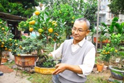 Ghép quất vào gốc "cây thuốc trong nhà" thành cây cảnh, lão nông Thủ đô "cháy hàng" trước Tết