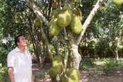 Trồng mít toàn những cây ra trái to, bự, ông nông dân tỉnh Gia Lai năm nào cũng "đút túi" 300 triệu