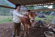 Thử bôi một thứ tinh dầu cho đàn bò bị viêm da nổi cục, chàng trai người Mông cứu được cơ nghiệp cả nhà