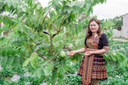 Nông thôn Tây Bắc: Trồng giống cây mới thu 500 nghìn đồng/quả 