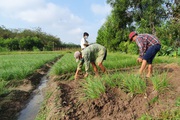 Nông dân Tây Ninh lãi 200 triệu/ha nhờ trồng thứ cây tết đến nhổ bật lên, cắt củ trắng làm món đặc sản