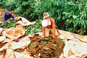 Giá cà phê Robusta Đắk Lắk hôm nay giảm nhẹ, trồng cà phê thời điểm nào là tốt nhất?