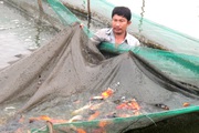 Giá cá chép cúng ông Công, ông Táo giảm mạnh, cả làng nuôi thứ cá này ở Sài Gòn vắng lặng khác thường