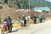 Tấp nập mua bán đào Tết dọc quốc lộ 6 ở Sơn La, đào này là đào nương hay là đào rừng?