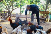 Nuôi gà tiến vua "nhấc chân quá khó", cứ đến gần Tết anh trai làng Hưng Yên bán giá tiền triệu vẫn đắt hàng