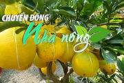 Chuyển động Nhà nông 05/01: Thêm một loại trái cây Việt Nam sắp được xuất khẩu sang Mỹ