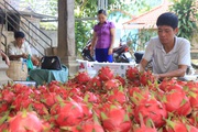 Thuận Châu đẩy mạnh ứng dụng công nghệ cao, nông nghiệp hữu cơ trong SXNN