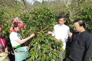 Nhiều giải pháp nâng chất lượng cho cà phê Sơn La