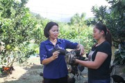 Nuôi thứ gà "quệt nhọ nồi" toàn thân, vì sao nông dân Hà Giang bán đắt người ta vẫn mua về ăn thịt?