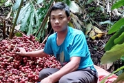 Điện Biên: Nông dân Tênh Phông thu nhập cao từ trồng thảo quả