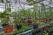 Lan đột biến, vay mượn tiền tỷ đầu tư, nay một người ở Đắk Nông chán hẳn vì bán chả ai mua