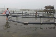 Thời tiết bất thường, cá dìa nuôi ở Thừa Thiên Huế bị chết