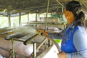 Hàng loạt thách thức với ngành chăn nuôi heo Việt Nam, nông dân ám ảnh vì giá thức ăn chăn nuôi tăng vọt