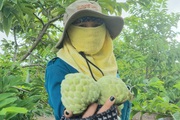 Một năm "bắt" na ra 2 vụ quả, nông dân Ninh Bình "hái" gần 300 triệu đồng/ha