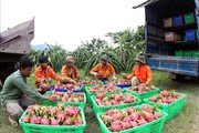 Bình Thuận: Đẩy mạnh cấp mã số vùng trồng cho cây thanh long