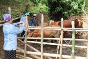 Sơn La: Nông dân vùng Mường thu nhập cao từ chăn nuôi gia súc