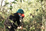 Dịch vụ môi trường rừng thay đổi nhận thức người bảo vệ rừng 