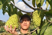 Vùng đất ở Sơn La dân hối hả cắt na Thái, na sầu riêng, trái nào cũng to, cầm nặng tay, thương lái cân hết