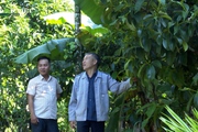 Quảng Nam: Nông dân giỏi Tiên Phước làm giàu từ cây nhà, lá vườn