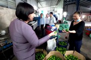 Từ "Nữ hoàng" trồng chanh không hạt đến bà trùm thu mua chanh xuất khẩu, giúp quả chanh Việt vươn xa