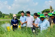 Chi hội trưởng chi hội nghề nghiệp măng tây xanh ở Bắc Ninh tạo nhiều việc làm, thu nhập tốt cho nông dân