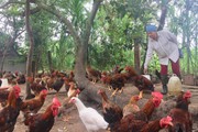 Đắk Lắk: Nuôi thứ gà đã đẹp mã lại còn thịt săn chắc, chưa tới kỳ bán nhiều người đã muốn mua ăn