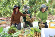 Vùng cao Yên Châu, trái ngọt thay mùa quả đắng 