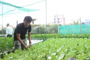 HTX nông nghiệp tại địa phương không có thế mạnh về nông nghiệp phát triển thuận lợi, nhờ đâu?
