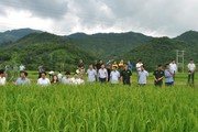 Nếp Cay Nọi là giống nếp gì, quý như thế nào mà huyện Mường Lát nâng thành sản phẩm OCOP?