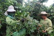 Cà phê vùng cao Sơn La được giá, nông dân phấn khởi