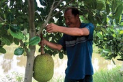 Mít Thái loại 1 giá 34.000 đồng/kg ở Đồng Tháp, bán một trái mít to, nhà vườn lại có ngay vài trăm ngàn