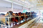 Nuôi bò vỗ béo nhốt chuồng, nông dân Quảng Trị bán trầy trật vì khó xuất sang Trung Quốc 