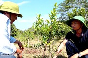 Thay vì trồng chanh lấy trái, 2 nông dân ở Đồng Nai trồng chanh chỉ để... hái lá
