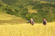 Ngẩn ngơ ngắm ruộng bậc thang Mù Cang Chải "mùa vàng" 