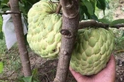 Trồng thứ na ra trái khổng lồ, có 4 công đất mà anh nông dân Long An ăn chắc cả trăm triệu