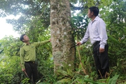 Bắc Yên tăng cường công tác quản lý, bảo vệ rừng