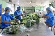 Bí quyết giúp HTX hàng đầu TP.HCM luôn ổn định đầu ra, nông dân trồng rau không lo mất giá