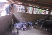 Xã vùng cao Bắc Yên nỗ lực xây dựng nông thôn mới