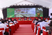 Sâm Lai Châu có một chất mà nhân sâm Hàn Quốc không có