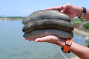 Loài "đầu đuôi như nhau", đã bơi dở còn ham lặn nước, dân miền Trung nuôi mà trúng bán giá hời ra nước ngoài
