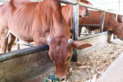 Trồng cỏ nuôi trâu, bò giúp nông dân vùng cao có thu nhập