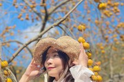 Mê mẩn ngắm mùa hồng chín trĩu quả trên cao nguyên Mộc Châu