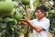Nông dân Sơn La phát triển nông nghiệp công nghệ cao