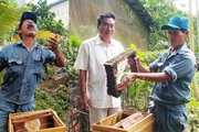 Người đàn ông chuyên đi bắt ong mật ở cột điện về nuôi gia công cho các hộ nhà giàu ở miền Tây