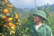 Ngược dòng đất "nóng" thuốc phiện, thành tỷ phú cam